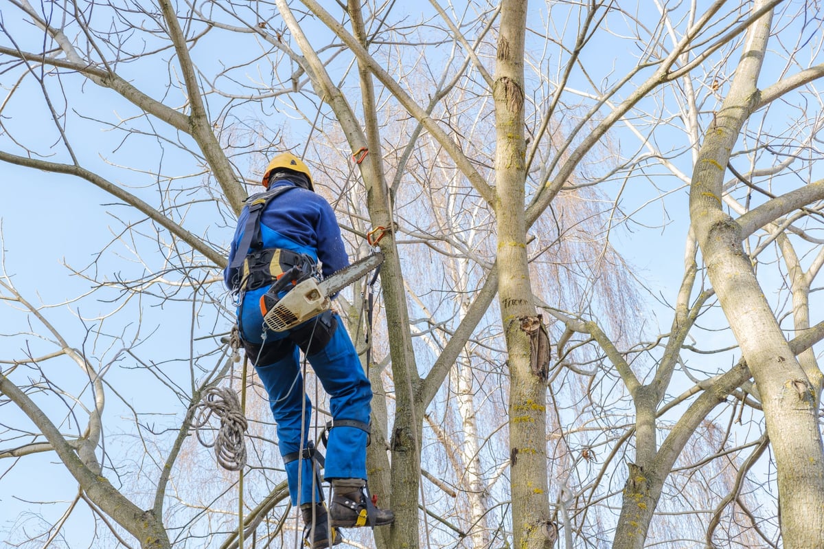 Arborist suspended on multiple ropes high in a mature tree carrying out precision branch work