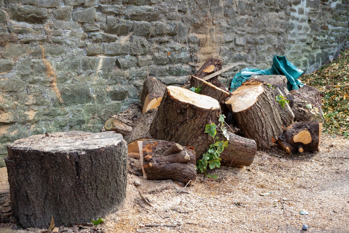 Tree Felling by WestWood Tree Care arborists